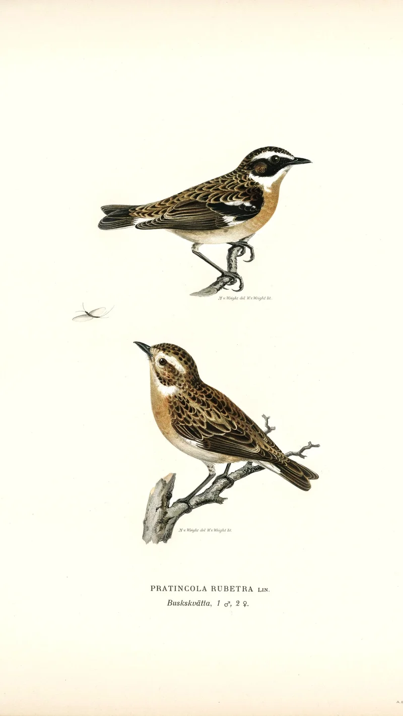 Wihelm Wright — Whinchats