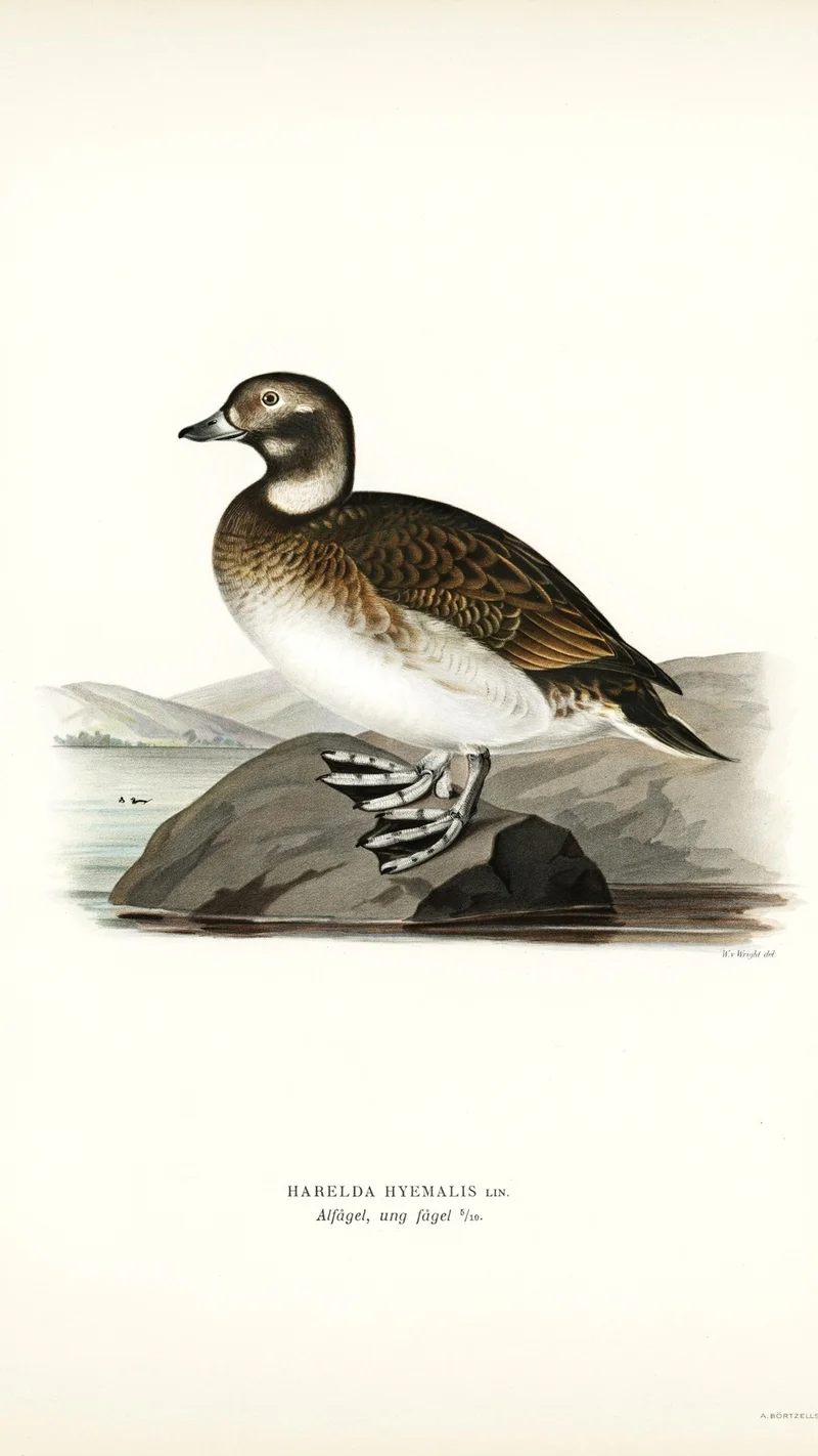 Wihelm Wright — Long-tailed Duck (Harelda hyemalis)