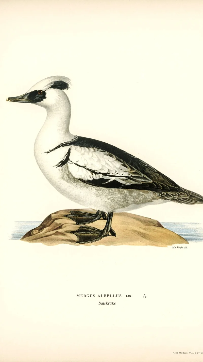 Wihelm Wright — Illustration of a Smew (Mergus albellus)