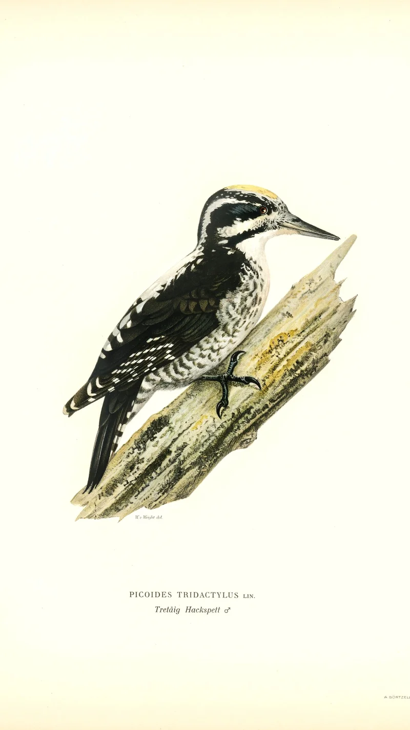 Wihelm Wright — Three-toed Woodpecker (Picoides tridactylus)