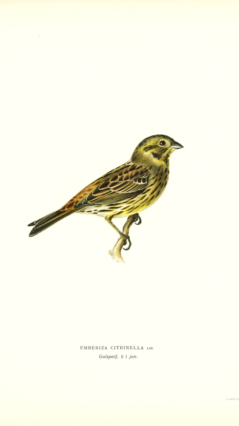 Wihelm Wright — Yellowhammer (Emberiza citrinella)