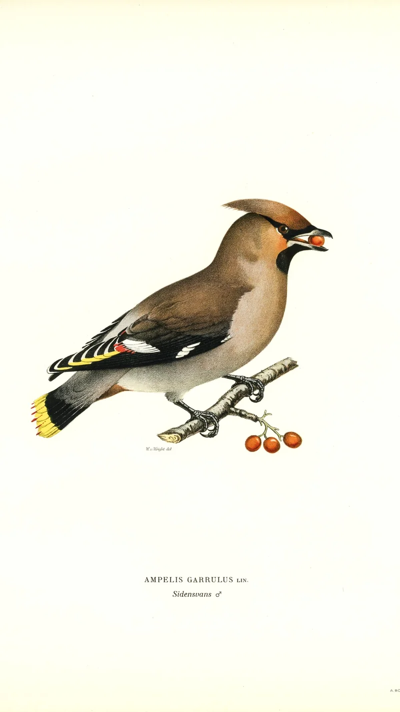Wihelm Wright — Bohemian Waxwing (Ampelis garrulus)