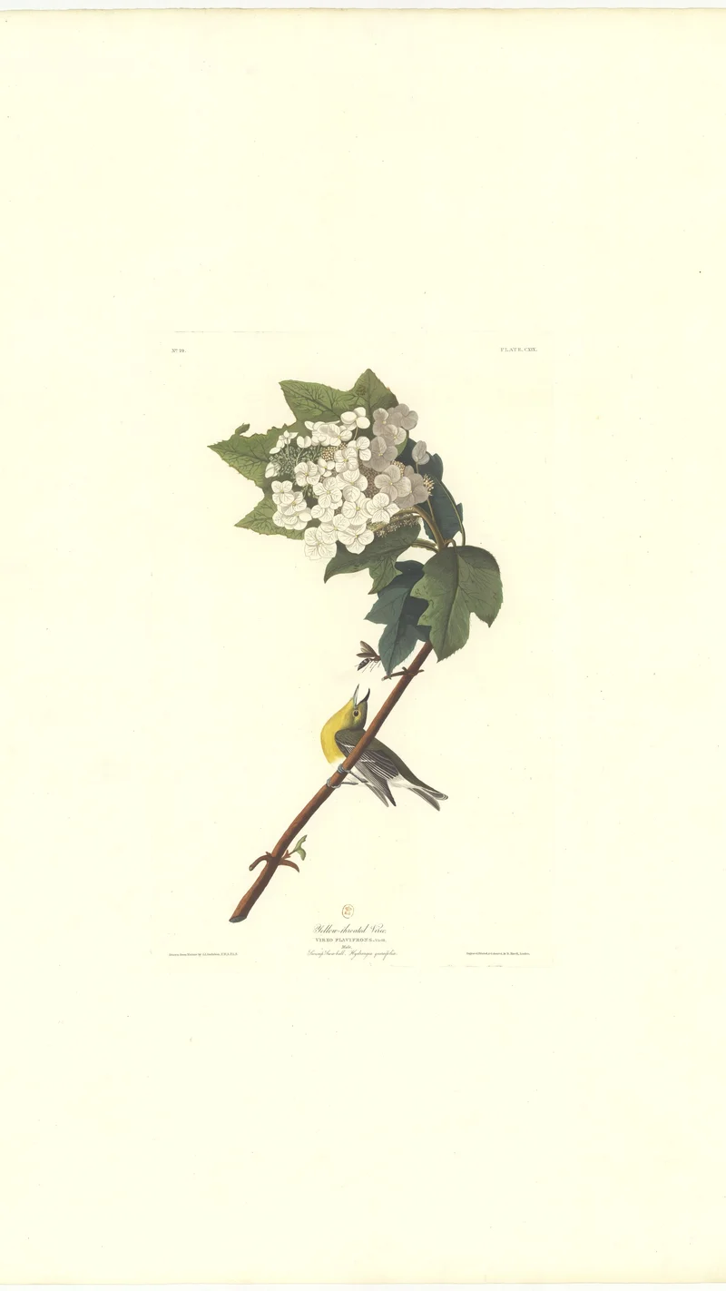 John James Audubon — Yellow-throated Vireo (Vireo flavifrons) and Swamp Hawthorn (Crataegus glandulosa), Plate CCXLII