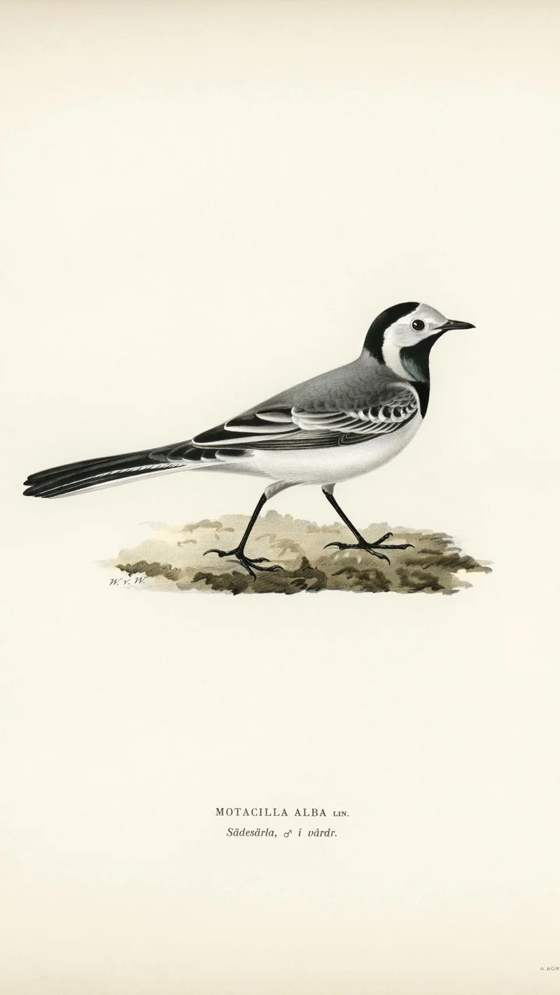 Wihelm Wright — Pied Wagtail (Motacilla Alba)