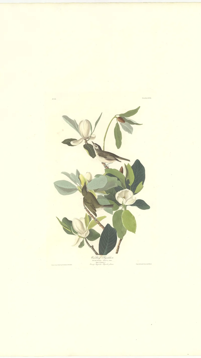 John James Audubon — Warbling Flycatcher