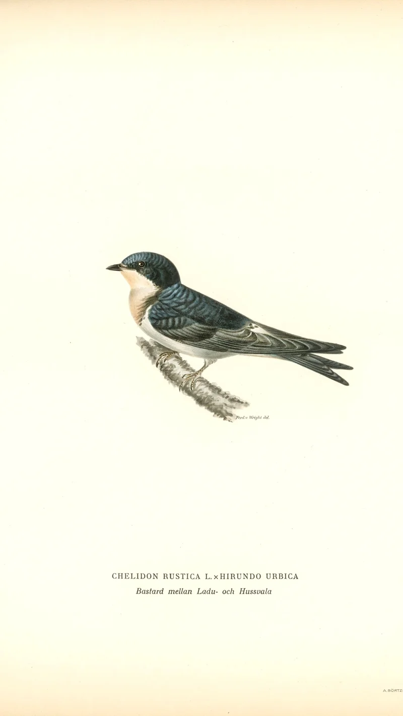 Wihelm Wright — Hybrid between Barn and House Swallow (Chelidon Rustica L. x Hirundo Urbica)