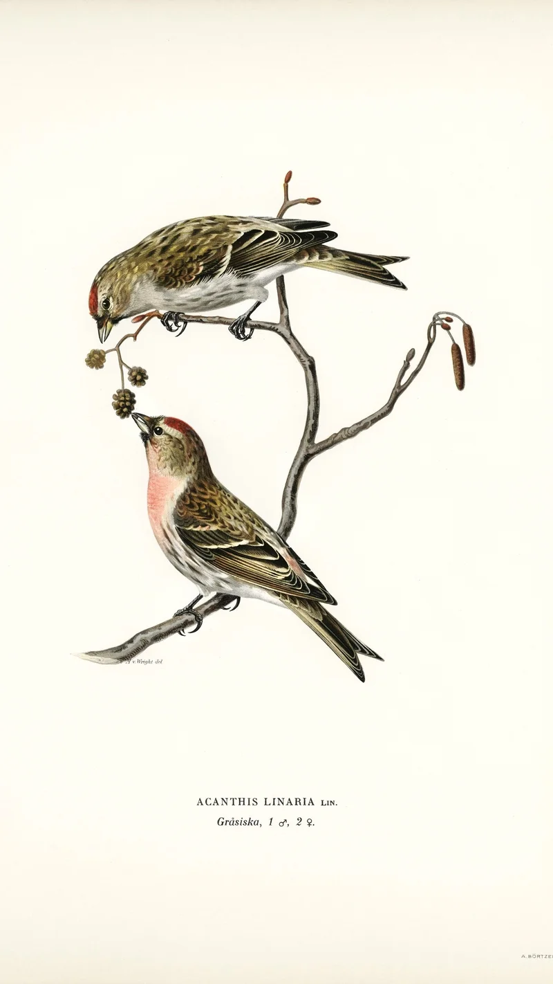 Wihelm Wright — Acanthis Linaria (Common Redpoll)