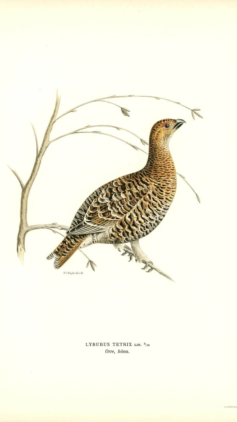 Wihelm Wright — Black Grouse (Lyrurus tetrix), hen