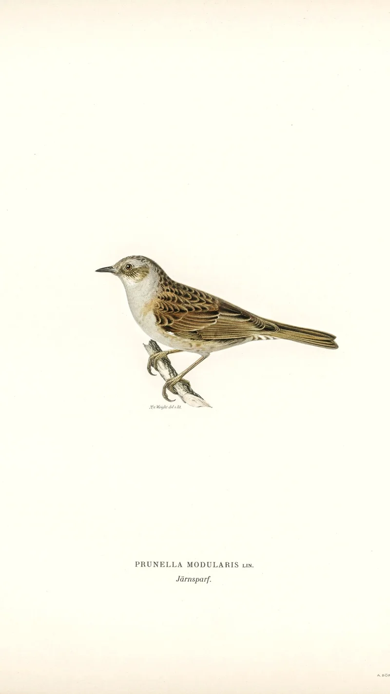 Wihelm Wright — Prunella modularis (Dunnock)