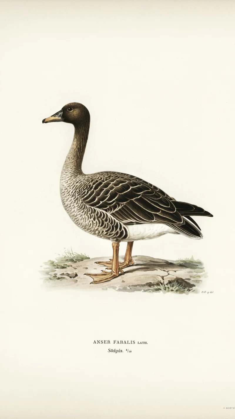 Wihelm Wright — Bean Goose (Anser Fabalis Lath.)