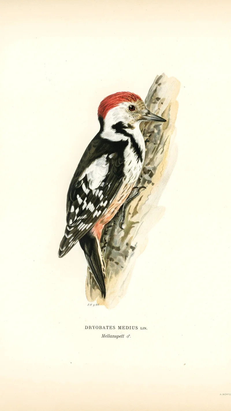 Wihelm Wright — Middle Spotted Woodpecker (Dryobates medius)