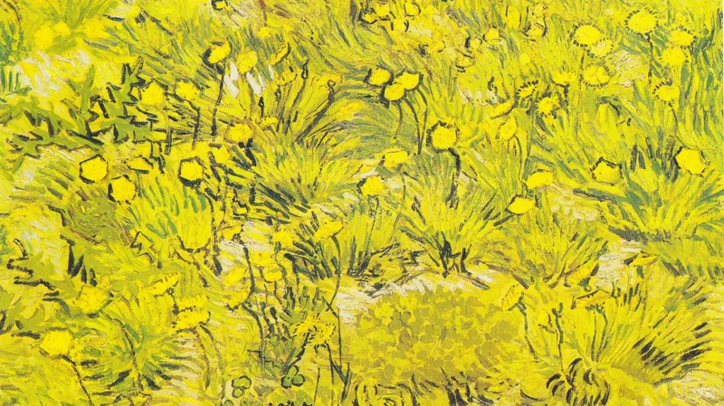 Meadow with yellow flowers