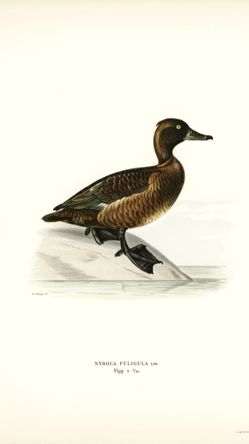 Wihelm Wright — Illustration of a Female Tufted Duck (Nyroca Fuligula)