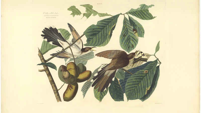 John James Audubon — Yellow-billed Cuckoo (Cuculus Carolinensis)