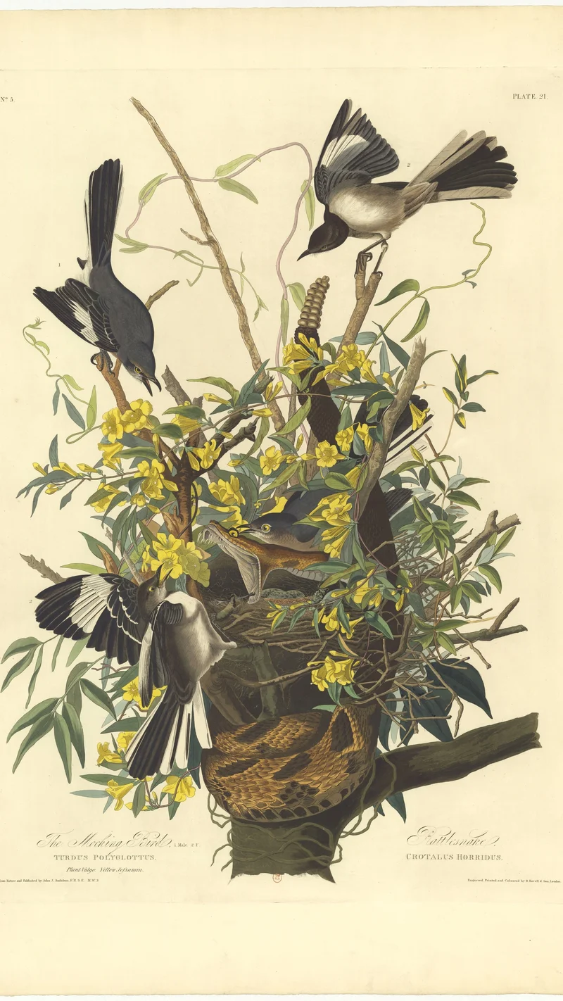 John James Audubon — The Mocking Bird
