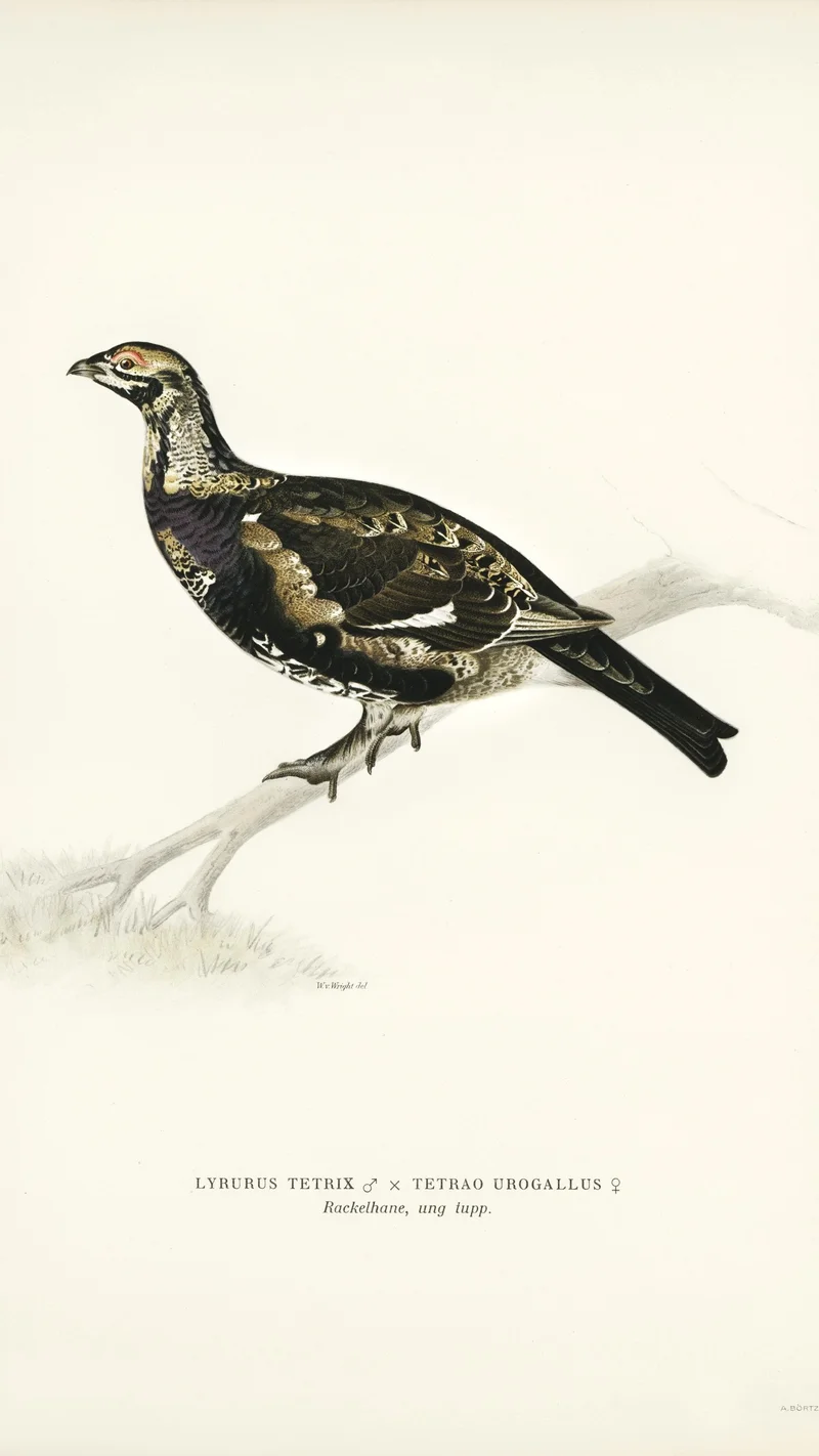 Wihelm Wright — Hybrid Black Grouse and Capercaillie