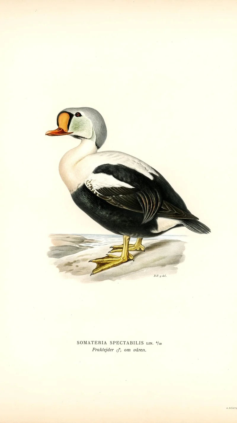 Wihelm Wright — King Eider (Somateria spectabilis)