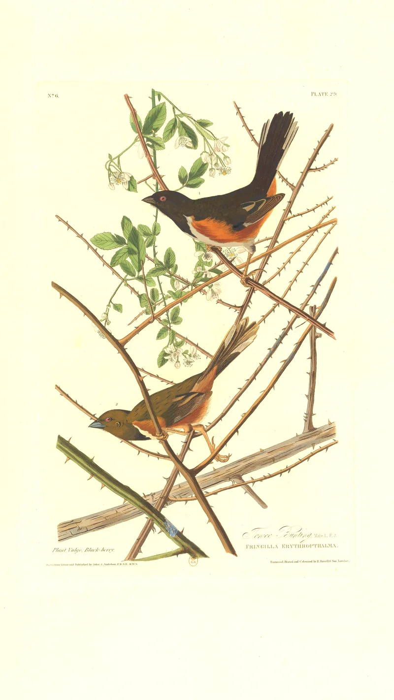 John James Audubon — Towee Bunting (Eastern Towhee)