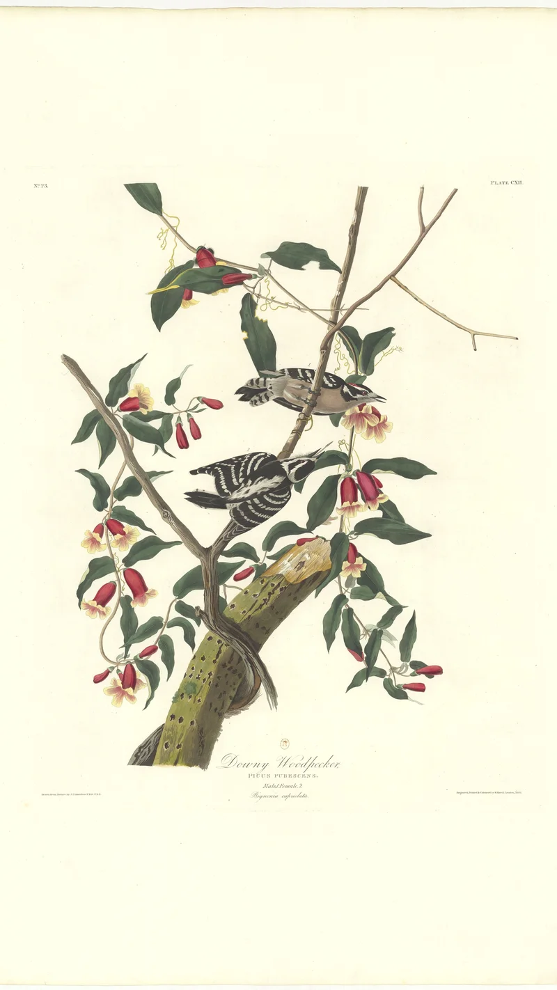 John James Audubon — Downy Woodpecker (Picoides pubescens) on a Cross Vine