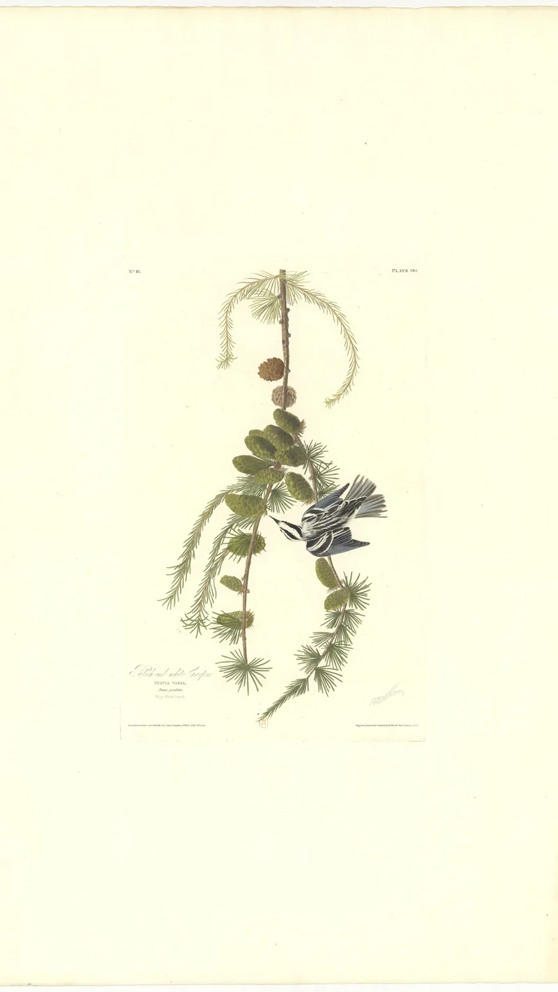John James Audubon — Black and white Warbler (Sylvia varia)