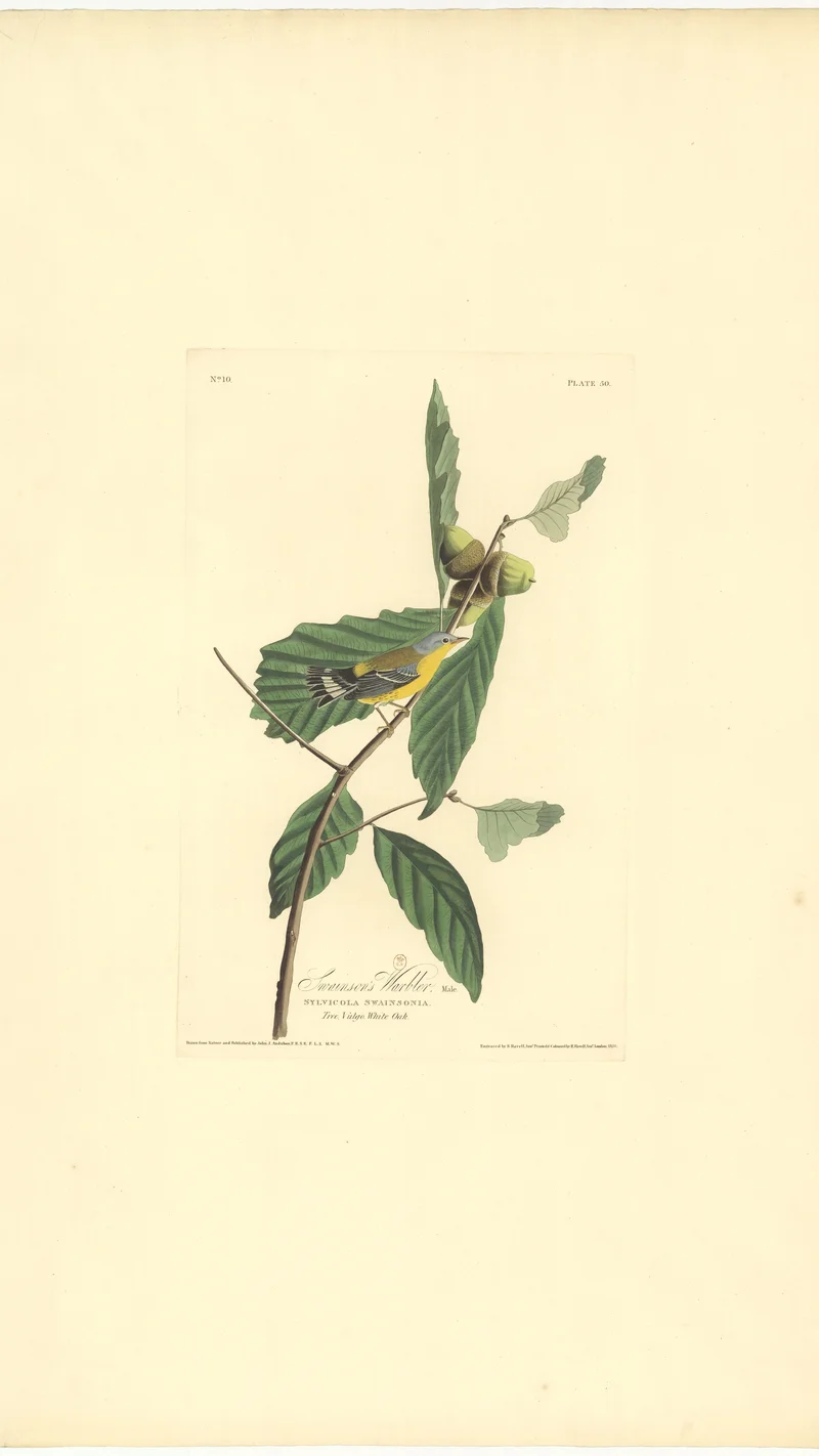 John James Audubon — Swainson's Warbler, Plate 50