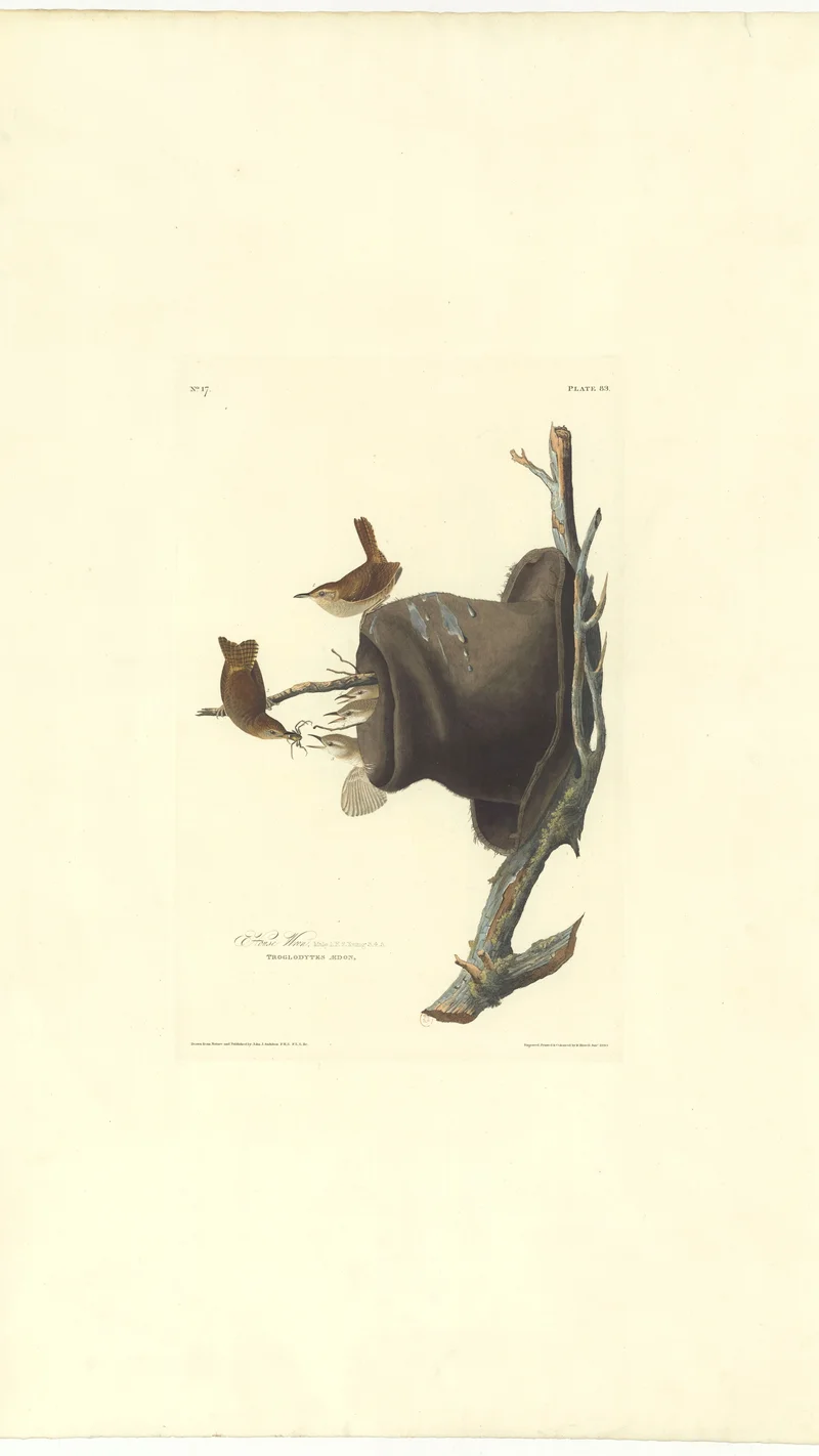 John James Audubon — Wood Wren (House Wren), Plate 83