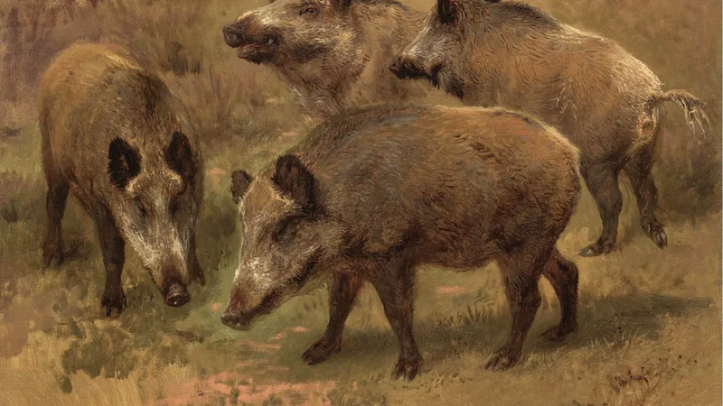Rosa Bonheur — Four Boars in a Landscape