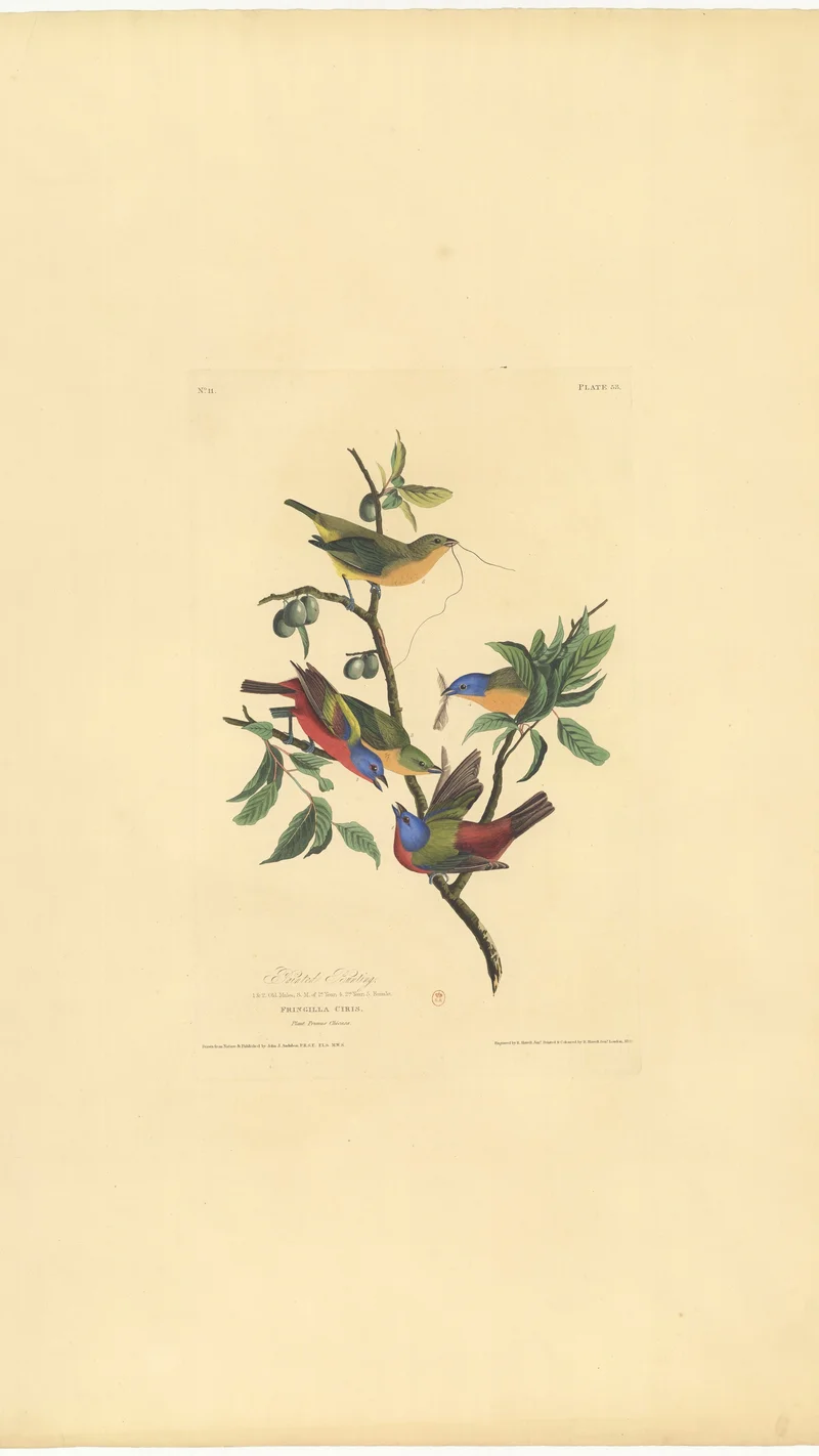 John James Audubon — Painted Bunting