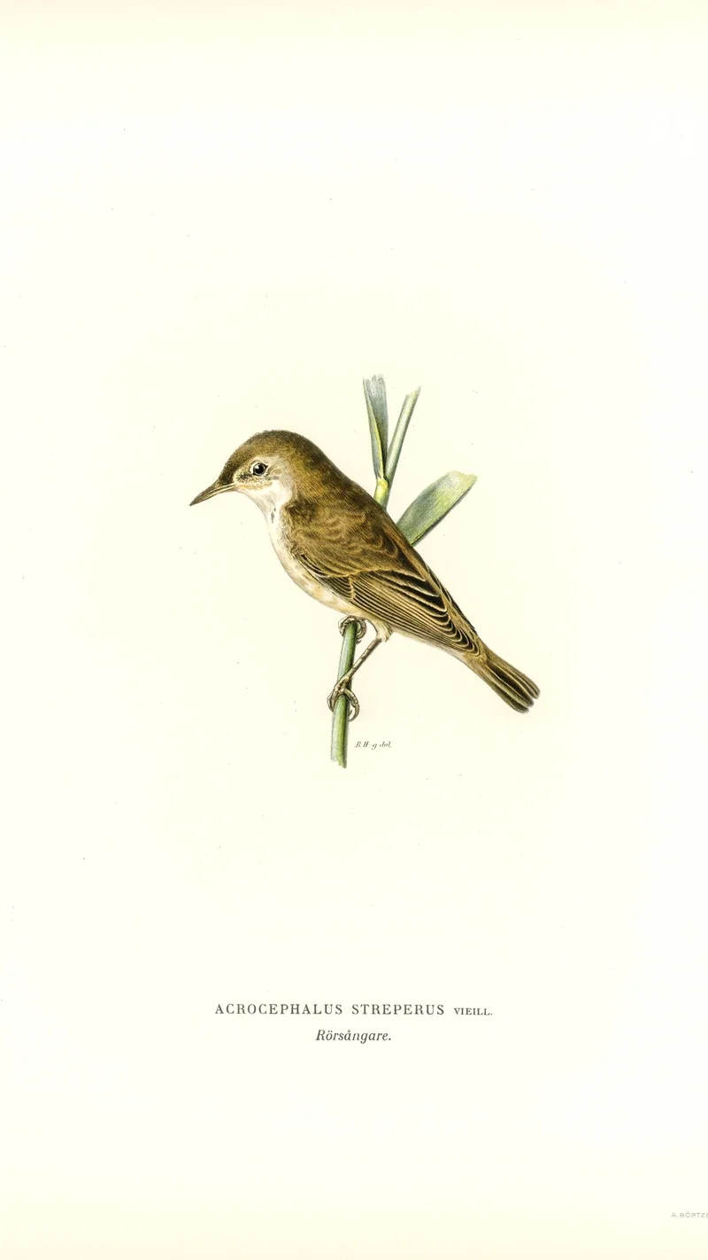 Wihelm Wright — Eurasian Reed Warbler (Acrocephalus streperus)