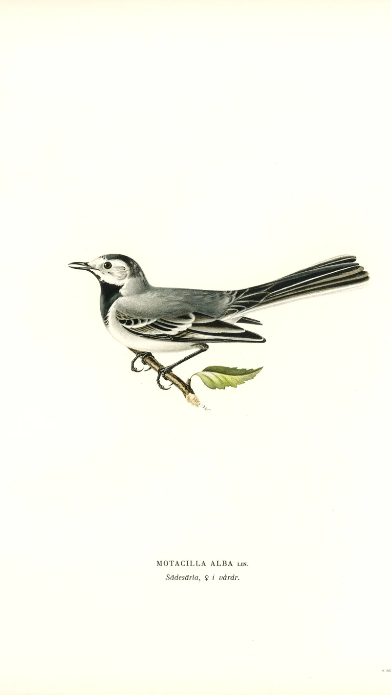 Wihelm Wright — Motacilla Alba (White Wagtail)