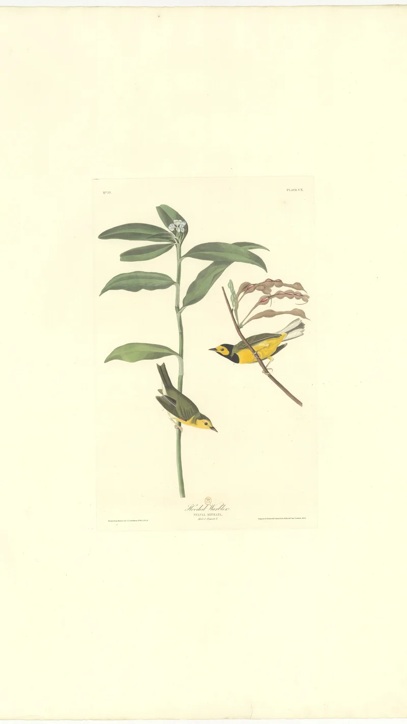 John James Audubon — Hooded Warbler (Sylvia mitrata)