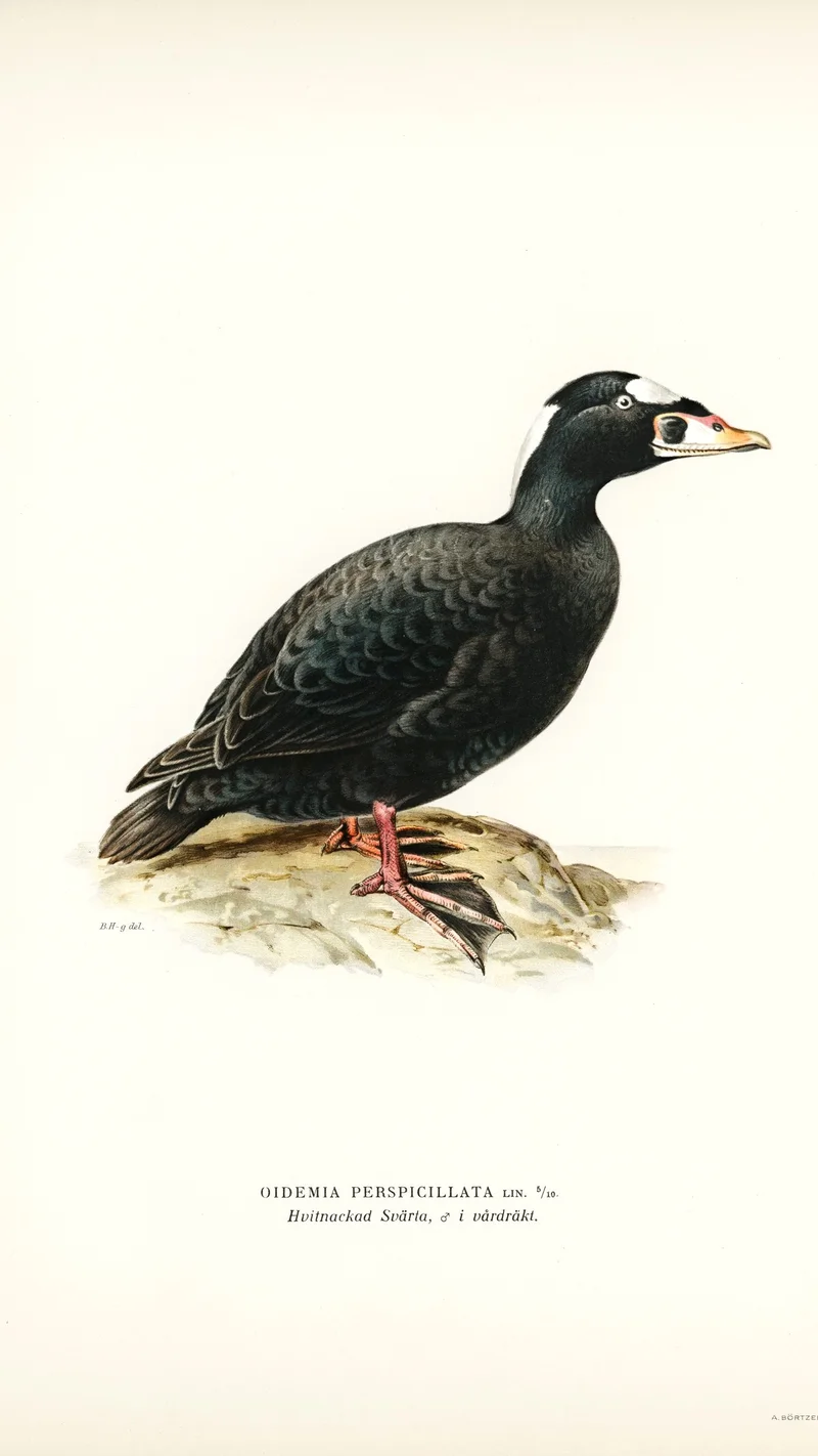 Wihelm Wright — Surf Scoter (Oidemia perspicillata)
