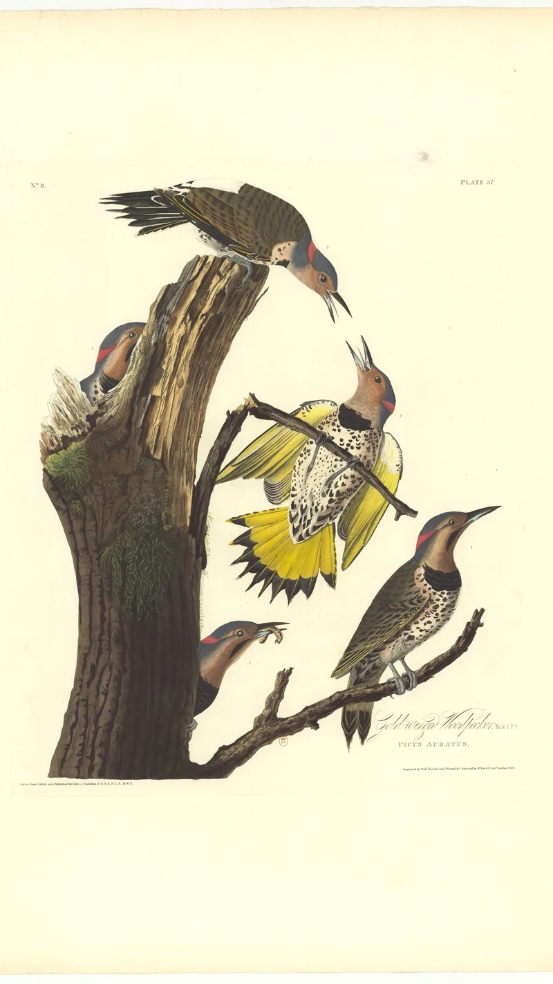 John James Audubon — Gold-winged Woodpecker (Picus Auratus), Plate 37