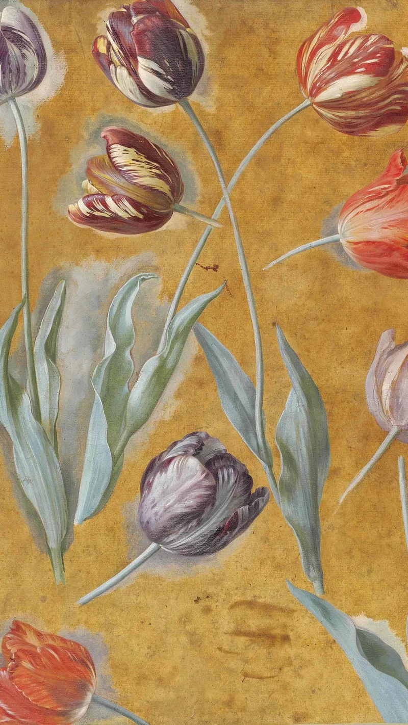 Alexandre-François Desportes — Study of Tulips