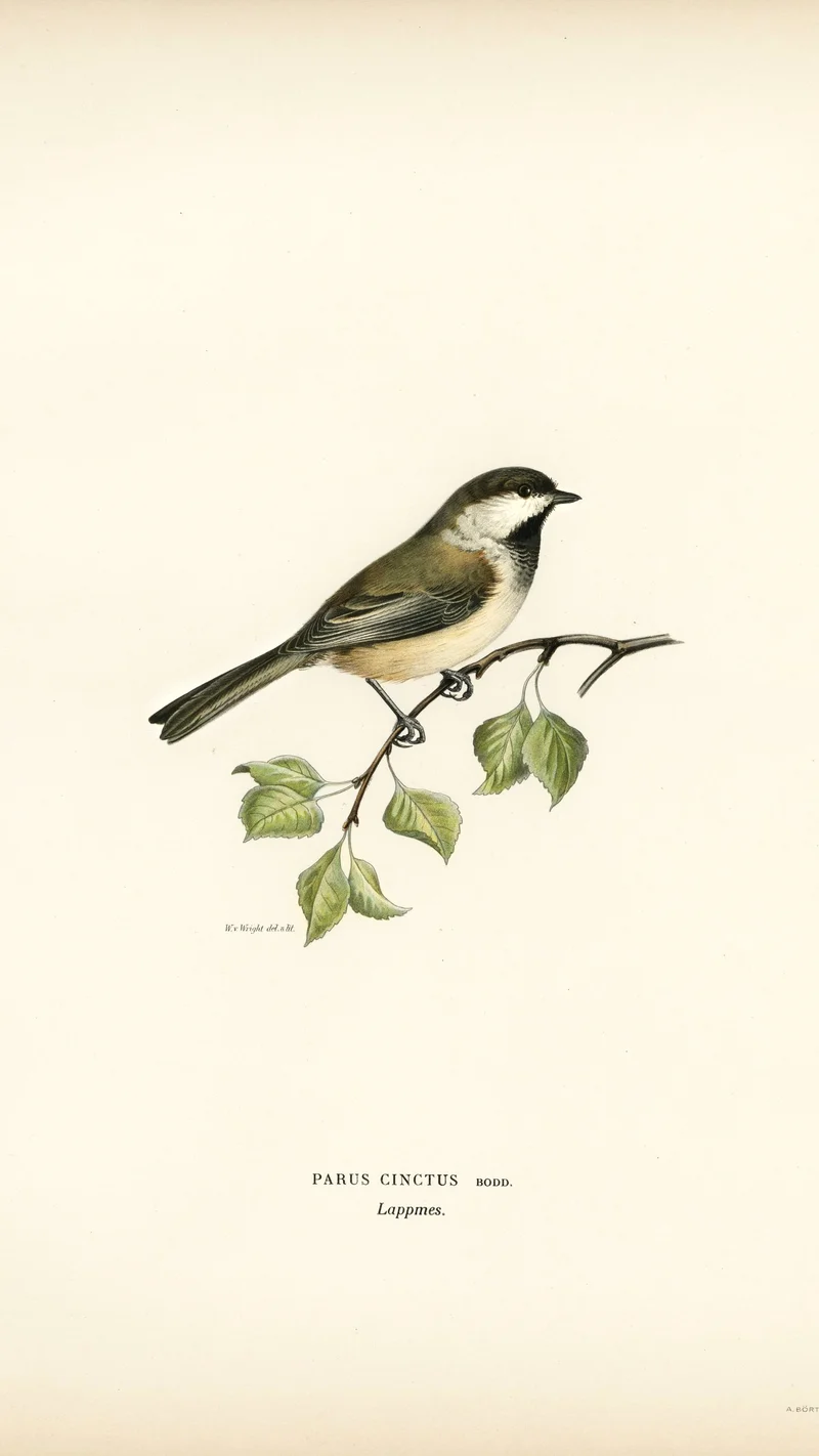Wihelm Wright — Siberian Tit (Parus cinctus)