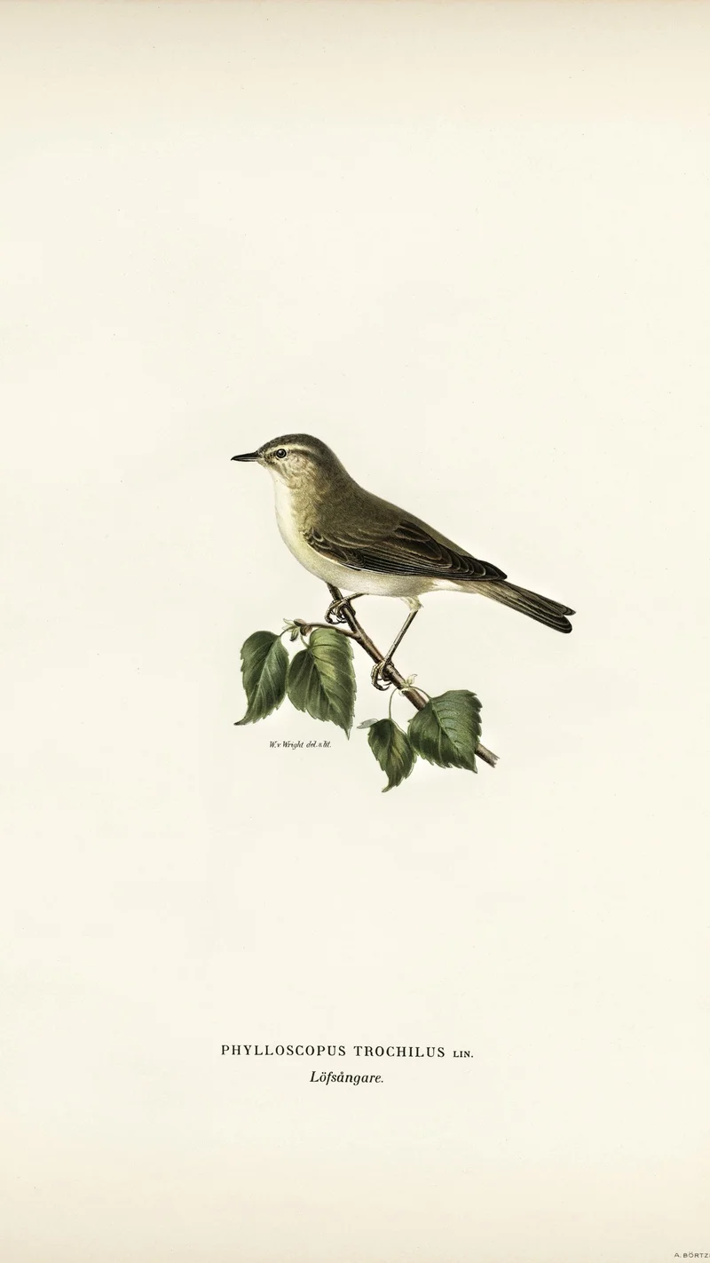 Wihelm Wright — Willow Warbler (Phylloscopus trochilus)