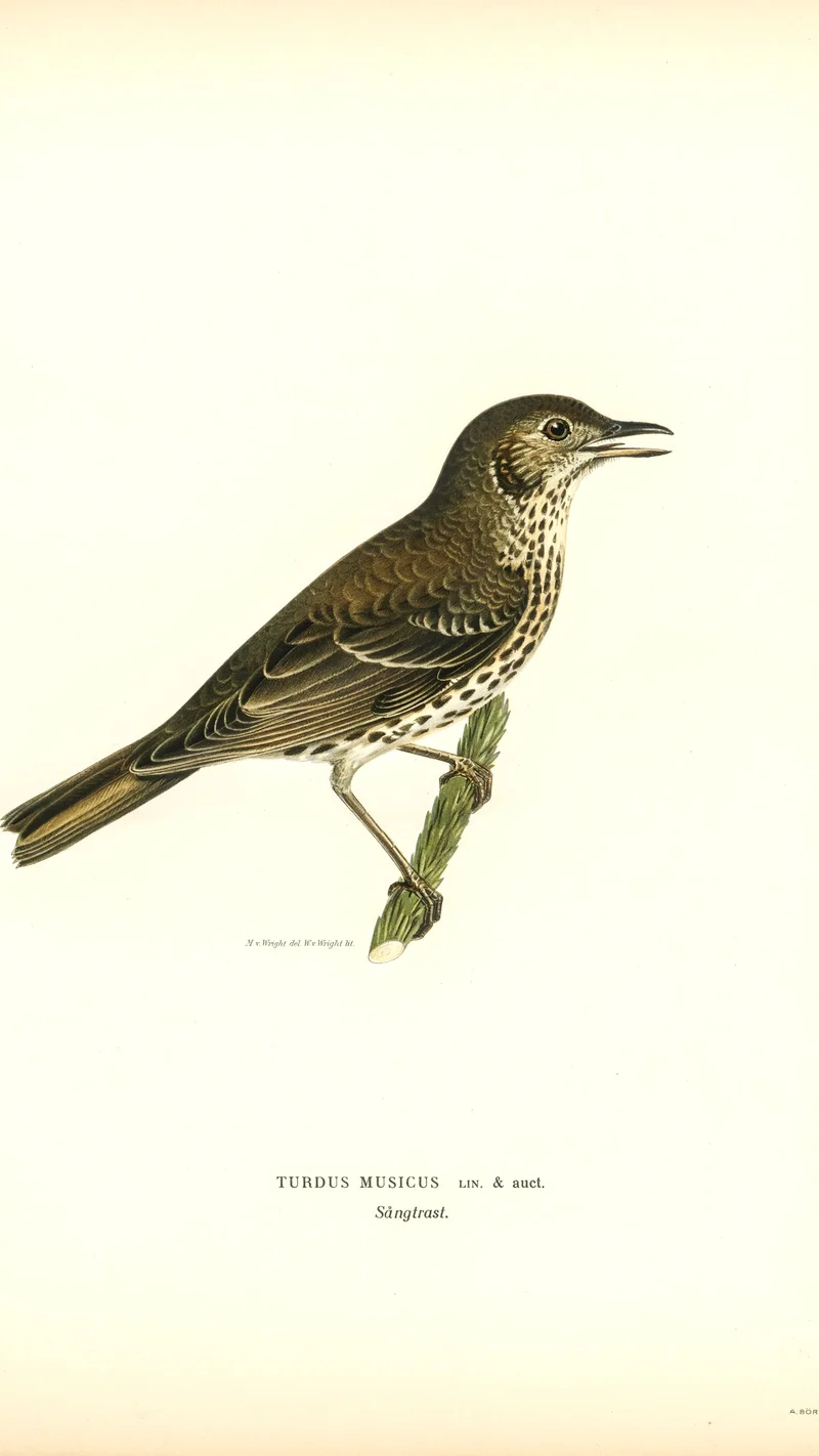 Wihelm Wright — Song Thrush (Turdus Musicus)