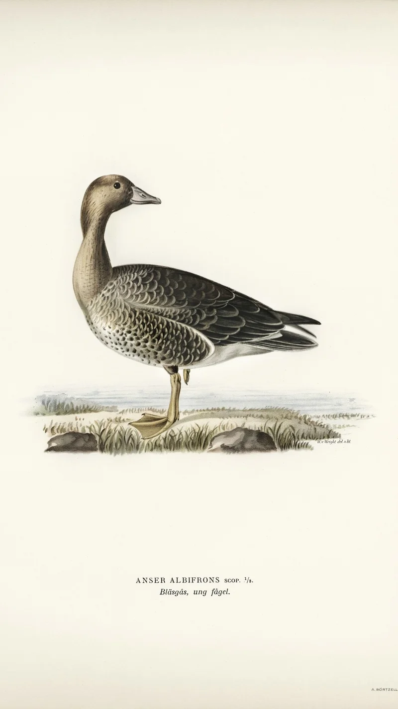 Wihelm Wright — Illustration of a Greater White-fronted Goose