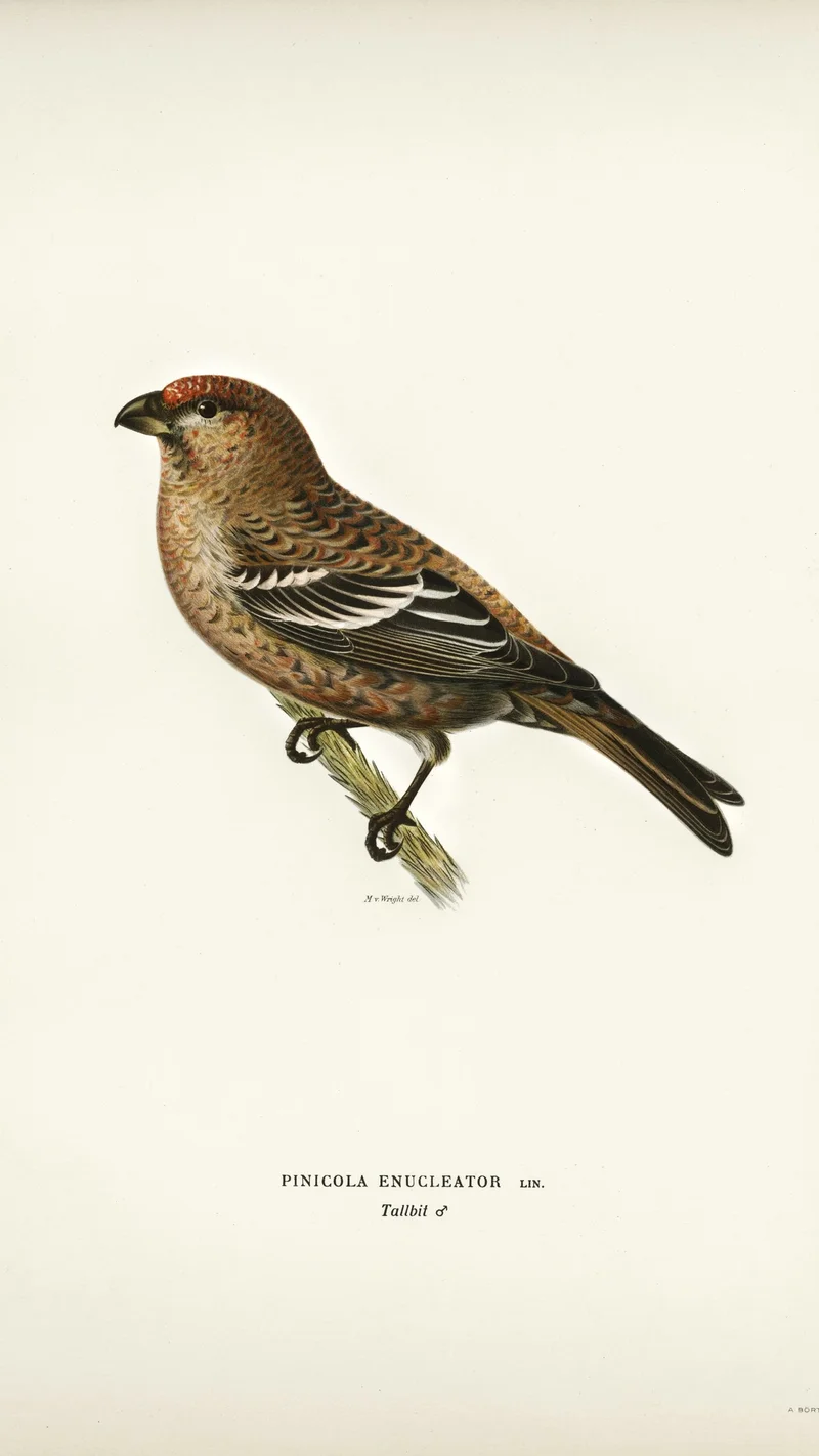 Wihelm Wright — Pine Grosbeak (Pinicola Enucleator)