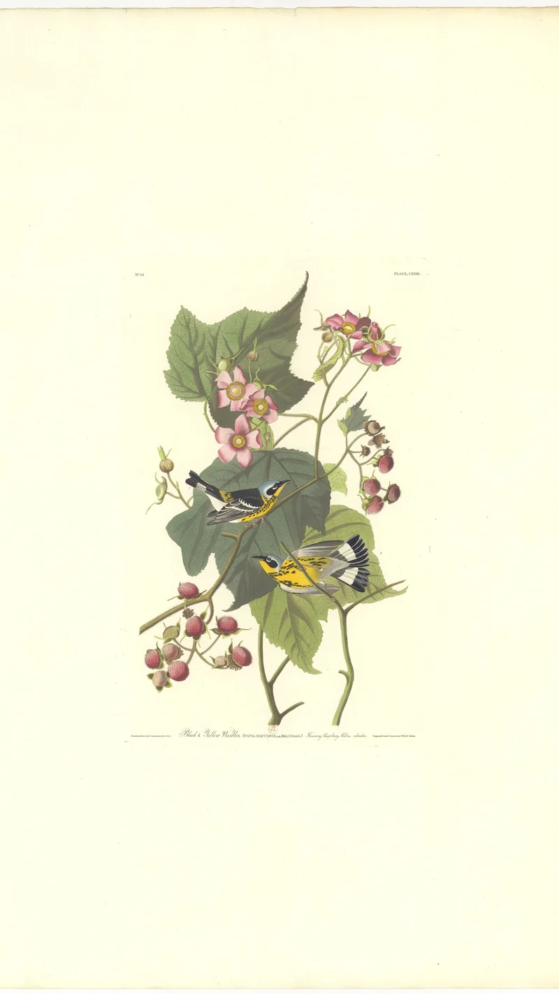 John James Audubon — Black & Yellow Warbler (Sylvia maculosa) and Flowering Raspberry (Rubus odoratus), Plate CXXII
