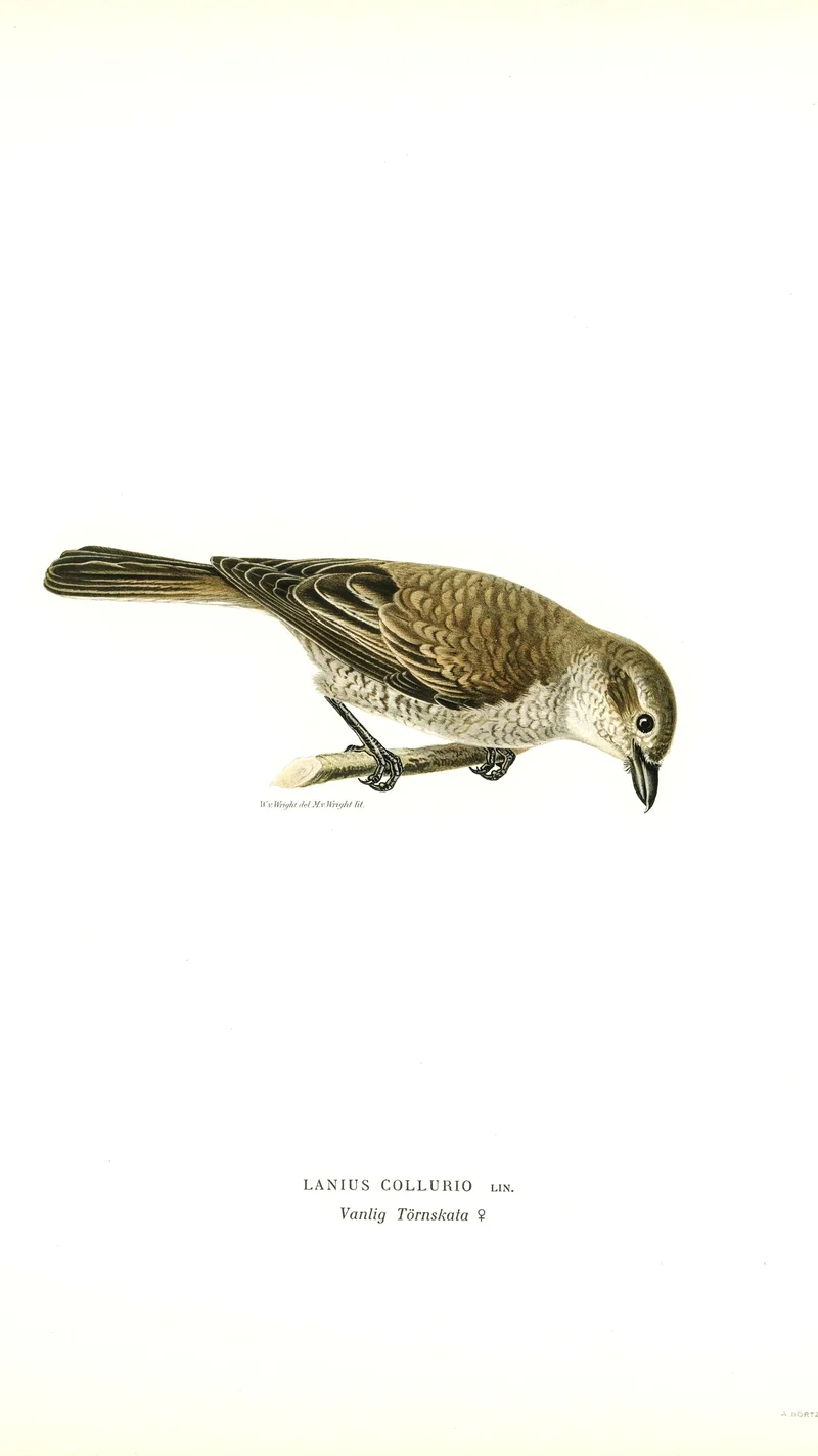 Wihelm Wright — Red-backed Shrike (Lanius collurio), Female