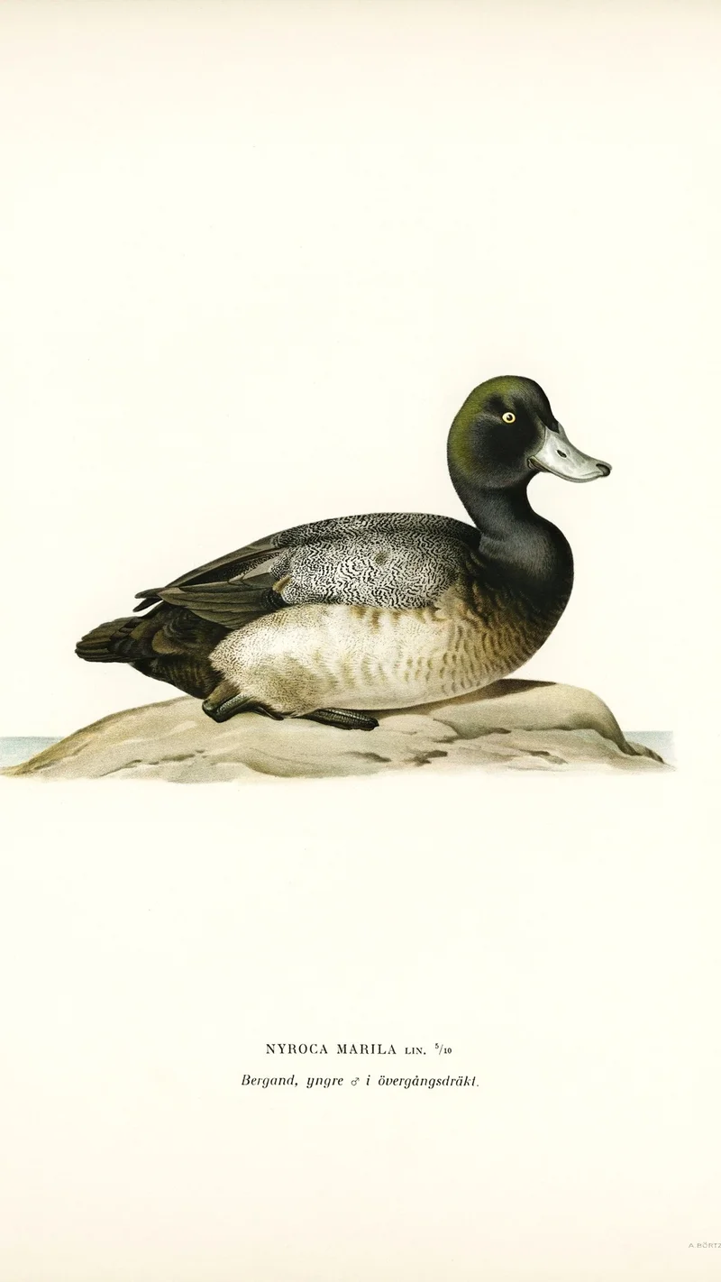 Wihelm Wright — Greater Scaup (Nyroca Marila)
