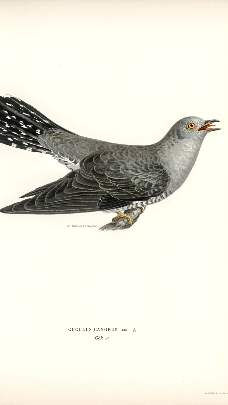 Wihelm Wright — Common Cuckoo (Cuculus canorus)