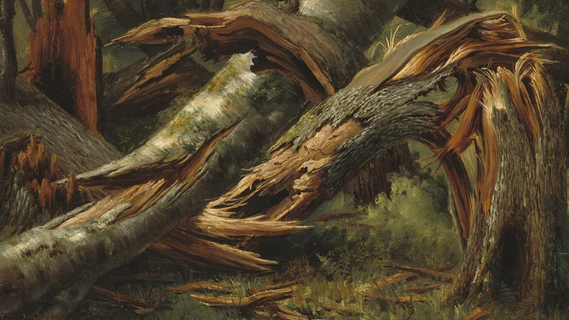 Fallen Tree