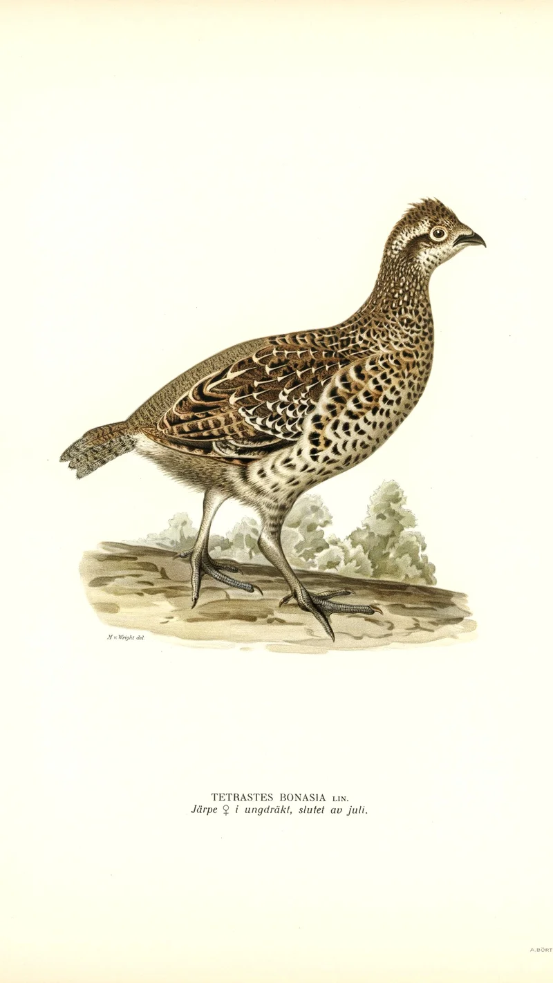 Wihelm Wright — Hazel Grouse (Tetrastes Bonasia) Female in Juvenile Plumage, End of July