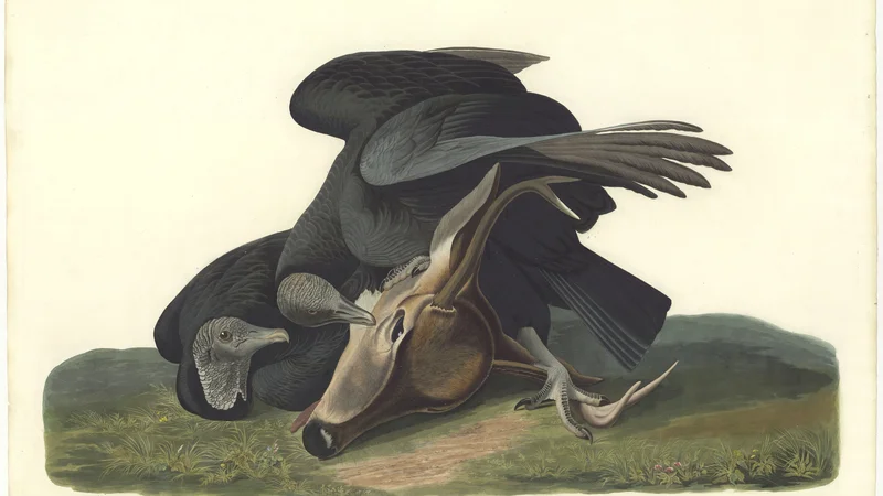 John James Audubon — Black Vulture (Coragyps atratus)