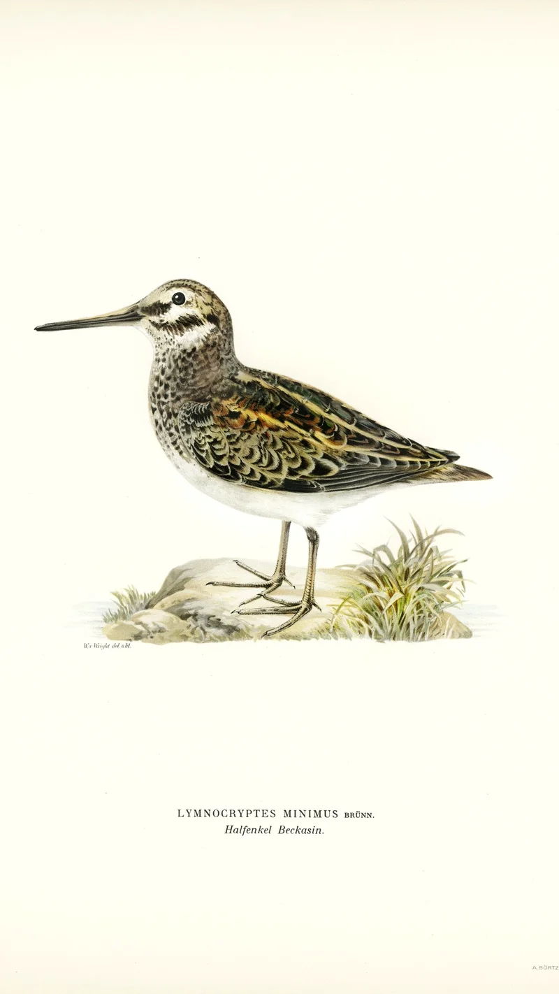Wihelm Wright — Jack Snipe (Lymnocryptes minimus)