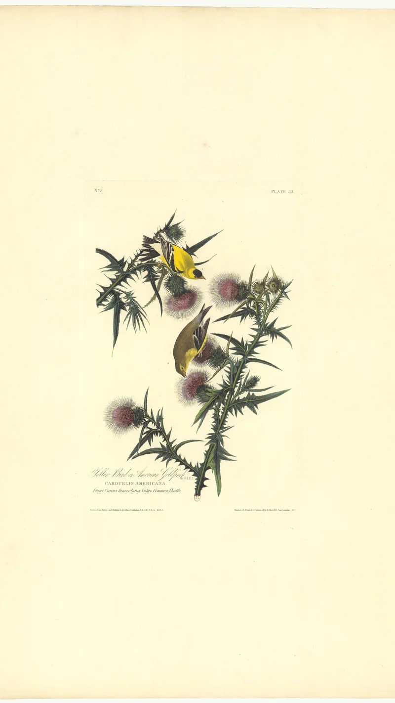 John James Audubon — Yellow Bird or American Goldfinch