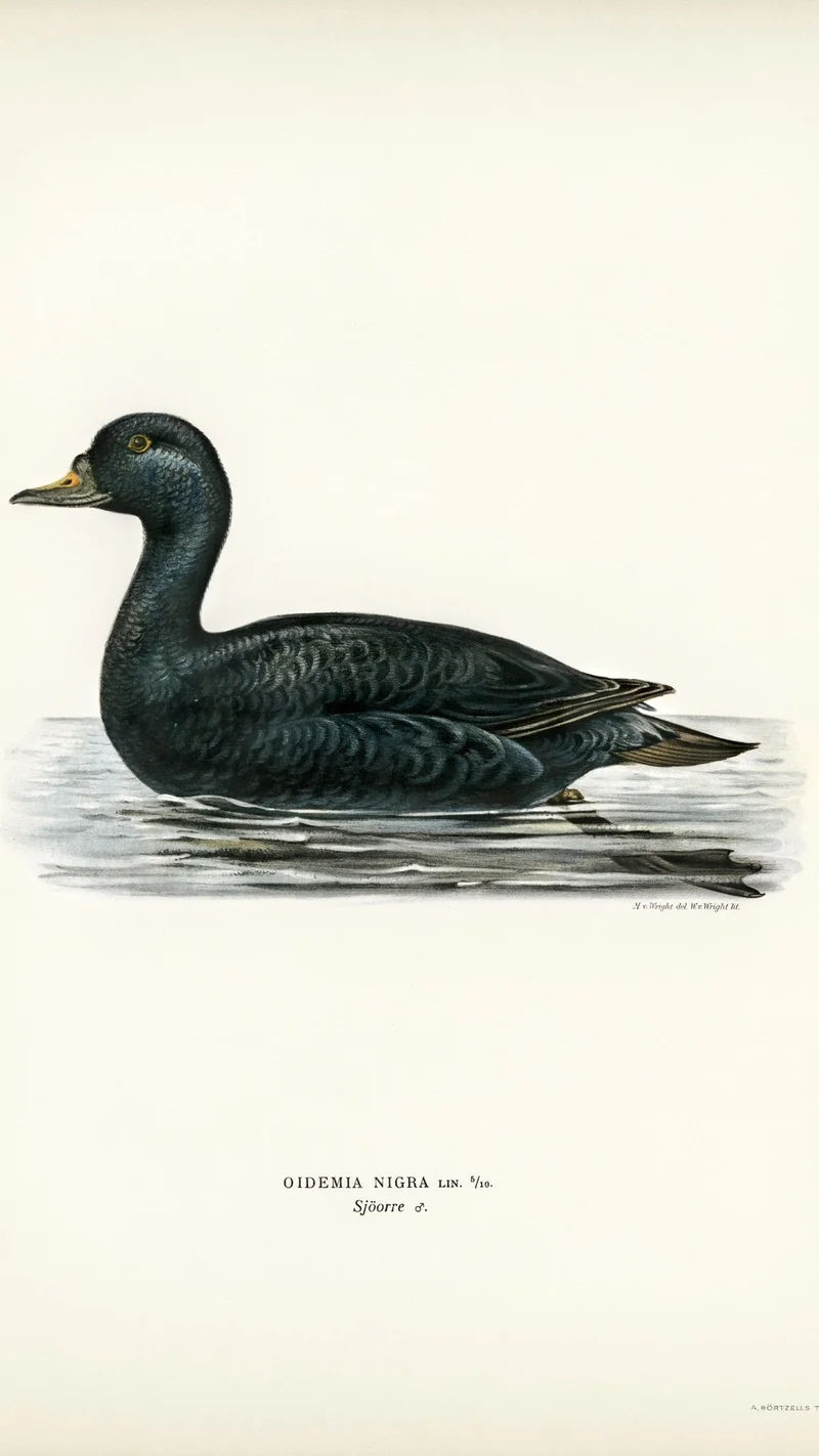 Wihelm Wright — Common Scoter (Oidemia Nigra) Illustration