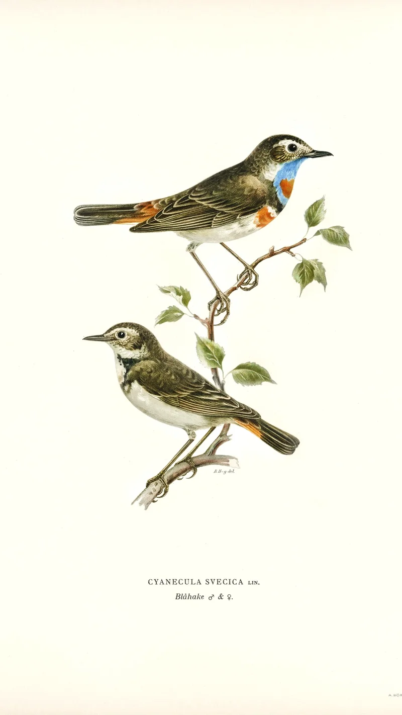 Wihelm Wright — Bluethroat (Cyanecula svecica) Male and Female